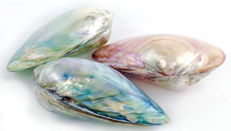 Pearlized River Shell