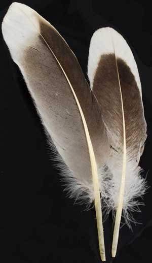 Natural Gray Goose feather