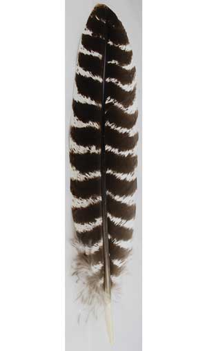 Barred Wing Smudging feather - Click Image to Close