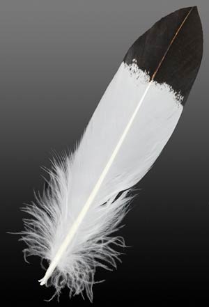 Handpainted Eagle Breast Feather - Click Image to Close