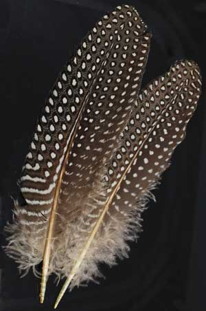 Guinea Hen Wing feather - Click Image to Close