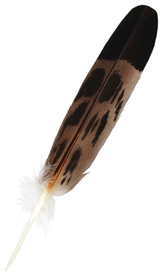 Handpainted Mature Golden Eagle Feather - Click Image to Close