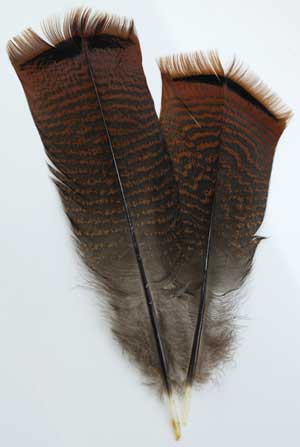 Bronze Pre-tail Turkey feather - Click Image to Close